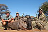 Blue_Wildebeest_Troy_Hiner_.JPG