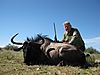 Blue_wildebeest_RUSS_SCHLEIDEN.JPG