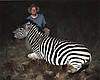 Burchell_Zebra.jpg