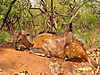 Bushbuck2.JPG