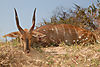 Bushbuck3.jpeg