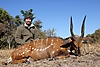 Bushbuck_1.JPG