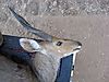 Bushbuck_side_600_x_450_.jpg