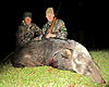 Bushpig_sow_8_Sep_2011.jpg