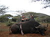 Cape_Buffalo1.jpg