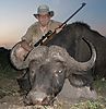 Cape_Buffalo_8_a.JPG