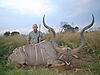 Chris_Reinesch_Kudu7.jpg