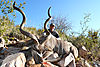 Cory_Hall_-_Kudu_3.jpg