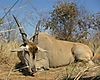 DSCN2465Eland_Bull_web.JPG