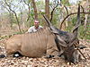 ELAND19.JPG