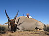 ELAND_11_SAVANNA_HUNTING_SAFARIS.jpg