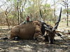 ELAND_2_2.JPG