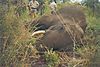 ELEPHANT_1_SAVANNA_HUNTING_SAFARIS.jpg