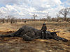 Eighth_bull_-_Zimbabwe_October_2013.JPG