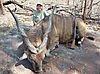 Eland_11_1.JPG