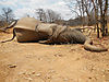 Fifth_bull_-_Zimbabwe_October_2013.JPG