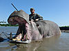 Frank_Berbuir_Hippo-7.jpg