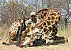 GIRAFFE_MAUSER03_375.jpg