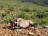 Gemsbok36.jpg