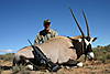 Gemsbok_-_May_2009.jpg