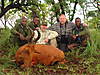 Hartebeest_after_rain.JPG