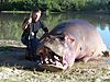 Hippo_-_Zambezi_Valley_-_Nyakasanga_Controlled_Safari_Area.JPG