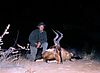 Holstein_Red_Hartebeest.jpg