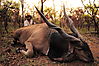 Huge_body_and_53inch_horns_Incredible_Lord_Derby_Eland.JPG