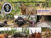 Hunting_Tanzanie_CAR.jpeg