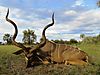 IMG_0760_kudu_web_.JPG