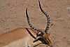 Impala_Horns_01.JPG