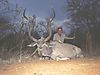 KUDU_13_SAVANNA_HUNTING_SAFARIS.jpg