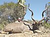 KUDU_3_SAVANNA_HUNTING_SAFARIS.jpg