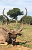 Kudu_7_.JPG