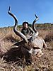 Kudu_Bull2.jpg