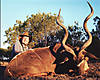 Kudu_Bull_2.jpg