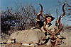 Kudu_JOHN_MCGOWEN.jpg