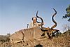 Kudu_Spain_3_.jpg