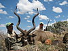 Kudu_Spainish_Hunter_4_.jpg