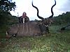 Kudu_taken_with_Umlilo_Safaris.JPG