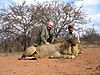 LION_3_SAVANNA_HUNTING_SAFARIS.jpg