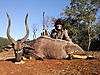 NYALA_1_SAVANNA_HUNTING_SAFARIS.jpg