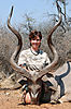 Namibia_Kudu_2010.jpg