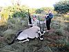 Ongariwanda_Hunting_May_2011_-_1st_Oryx_-_just_before_07_am.jpg