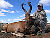 RED_HARTEBEEST_3_SAVANNA_HUNTING_SAFARIS.jpg