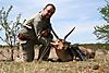 REEDBUCK_COMMON_1_SAVANNA_HUNTING_SAFARIS.jpg