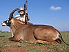 ROAN_1_SAVANNA_HUNTING_SAFARIS.jpg