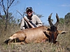 Red_Hartebeest_2010.JPG