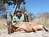 Red_Hartebeest_2012_Nam.JPG