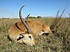 Red_Lechwe_-_Caprivi.JPG